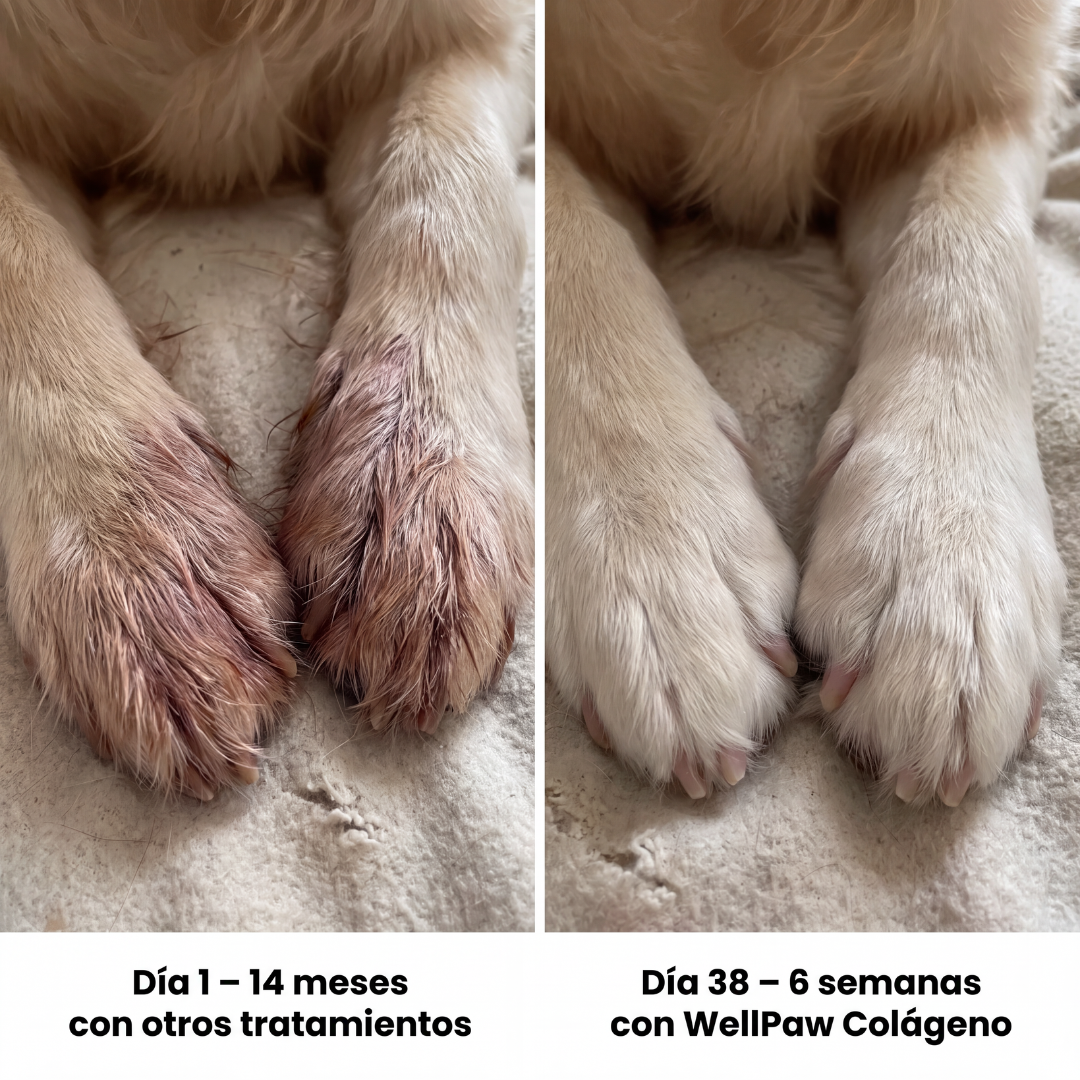 Colágeno Líquido Premium para Mascotas